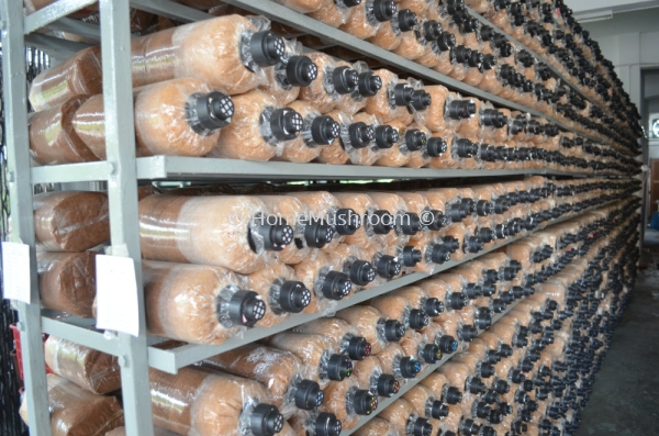 Bongkah Cendawan Bongkah Cendawan Kluang, Johor, Malaysia Supplier, Suppliers, Supplies, Supply | Home Mushroom