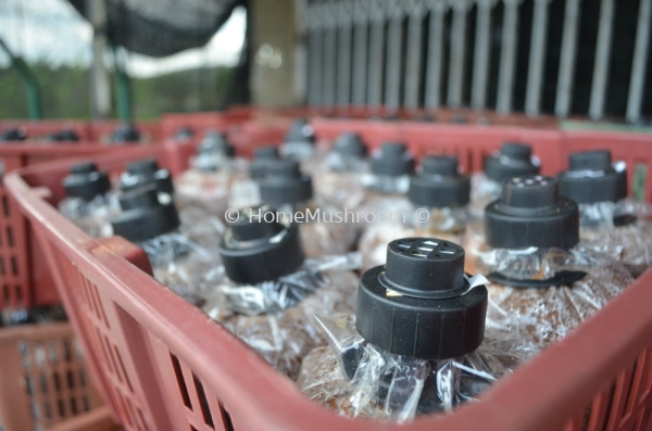 Bongkah Cendawan Bongkah Cendawan Kluang, Johor, Malaysia Supplier, Suppliers, Supplies, Supply | Home Mushroom