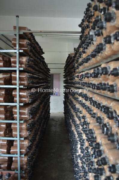Bongkah Cendawan Bongkah Cendawan Kluang, Johor, Malaysia Supplier, Suppliers, Supplies, Supply | Home Mushroom