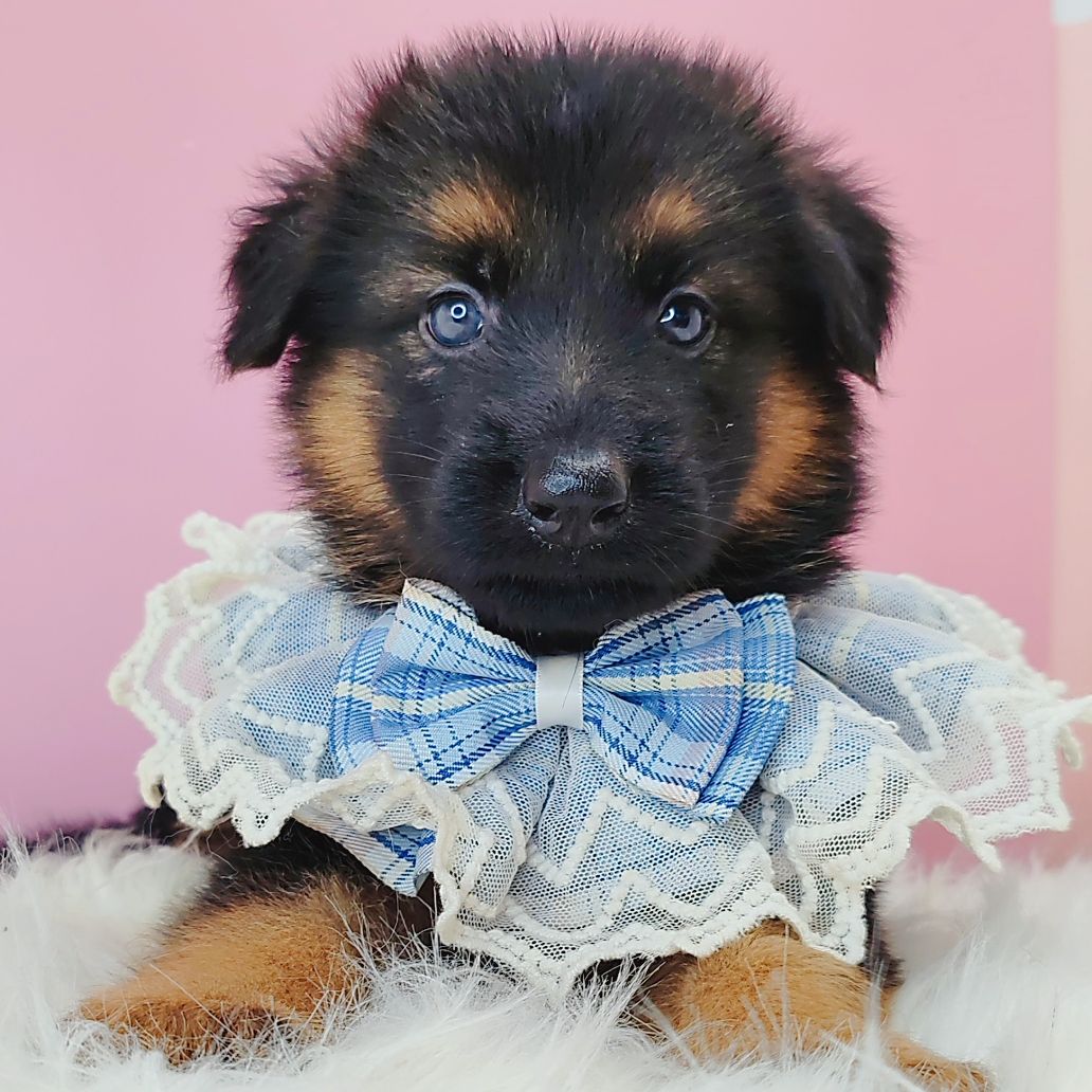German Shepherd 德国牧羊犬