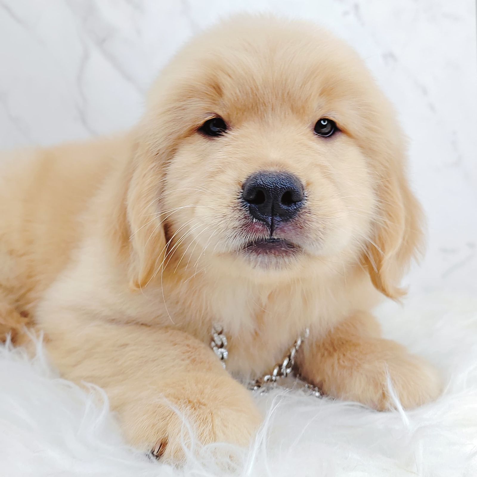 Golden Retriever 黄金猎犬