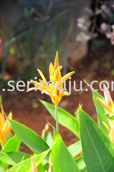 Heliconia "American Dwraf" Shrubs Muar, Johor, Malaysia. Nursery, Supplier, Supplies, Supply | Tapak Semaian Seri Maju Sdn Bhd