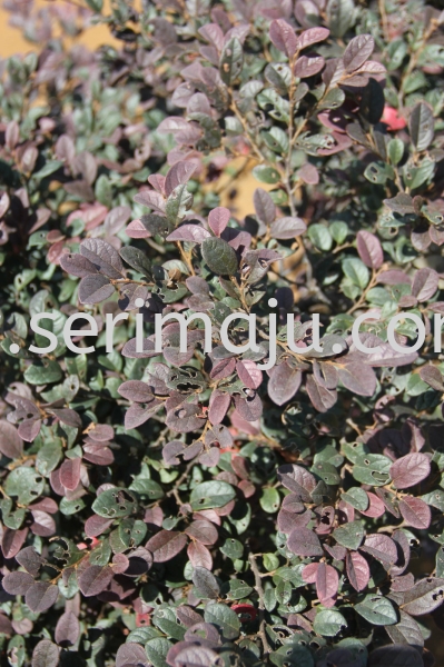 Loropetalum Chinense Var. Rubrum Shrubs Malaysia, Johor, Muar Plants Wholesale, Wholesaler, Supplier, Supply | Tapak Semaian Seri Maju Sdn Bhd