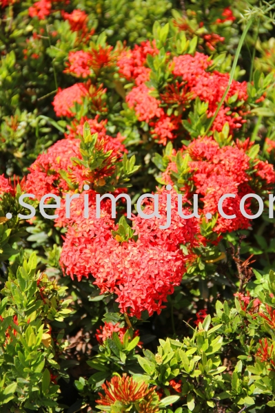 Ixora Sunkist Shrubs Muar, Johor, Malaysia. Nursery, Supplier, Supplies, Supply | Tapak Semaian Seri Maju Sdn Bhd