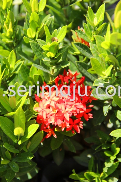 Ixora "Siamensis" Shrubs Malaysia, Johor, Muar Plants Wholesale, Wholesaler, Supplier, Supply | Tapak Semaian Seri Maju Sdn Bhd