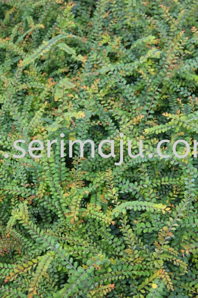 Phyllanthus Myrtifolius Shrubs Malaysia, Johor, Muar Plants Wholesale, Wholesaler, Supplier, Supply | Tapak Semaian Seri Maju Sdn Bhd