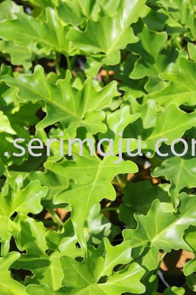 Philodendron Selloum Shrubs Malaysia, Johor, Muar Plants Wholesale, Wholesaler, Supplier, Supply | Tapak Semaian Seri Maju Sdn Bhd