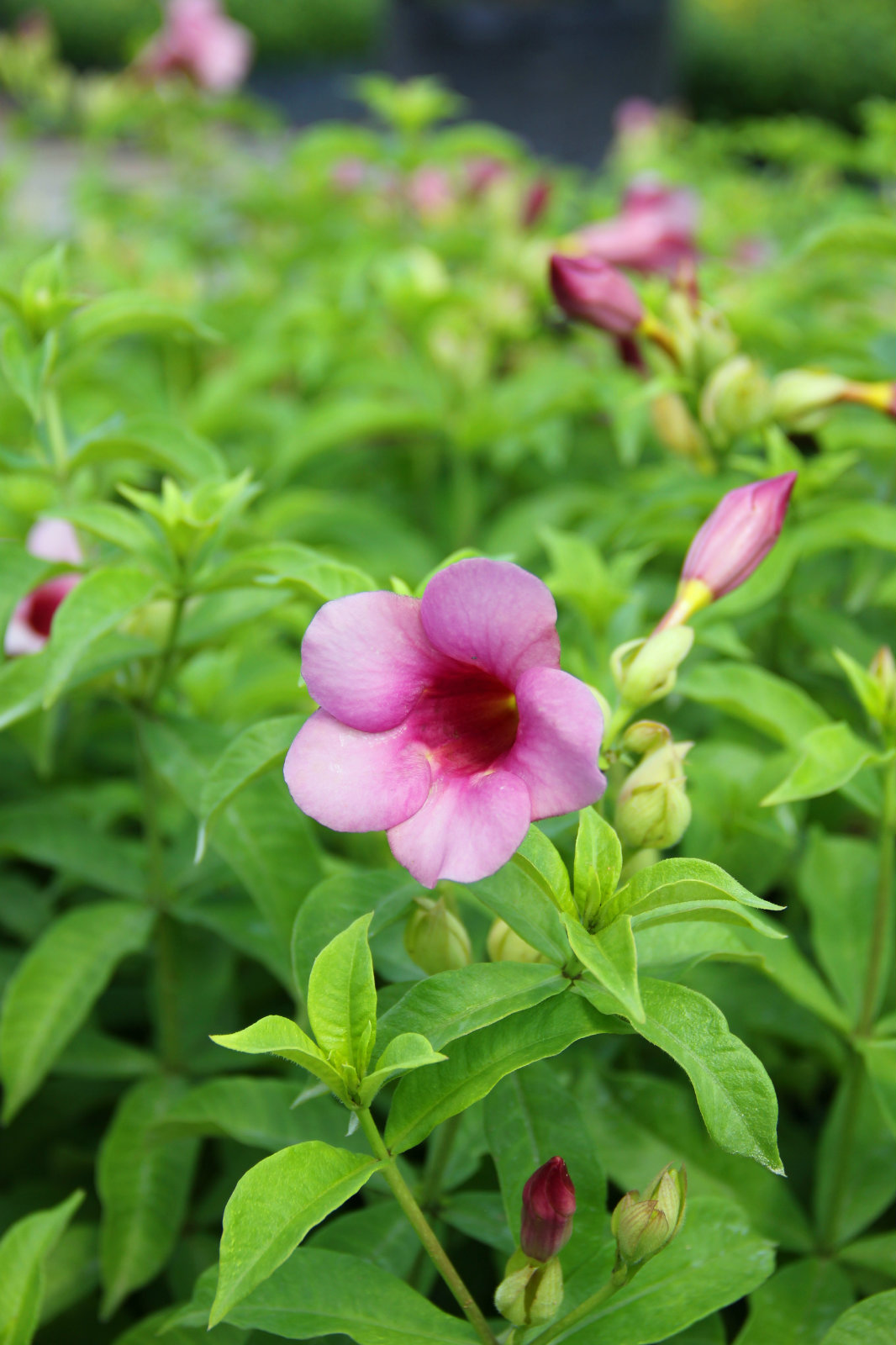 Allamanda Blanchetii