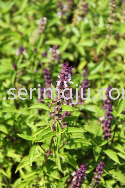 Orthosiphon Aristatus "Purple" Shrubs Malaysia, Johor, Muar Supplier, Supply, Wholesale, Wholesaler | Tapak Semaian Seri Maju Sdn Bhd