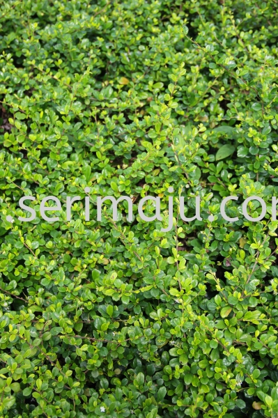 Ehretia Microphylla Shrubs Malaysia, Johor, Muar Plants Wholesale, Wholesaler, Supplier, Supply | Tapak Semaian Seri Maju Sdn Bhd