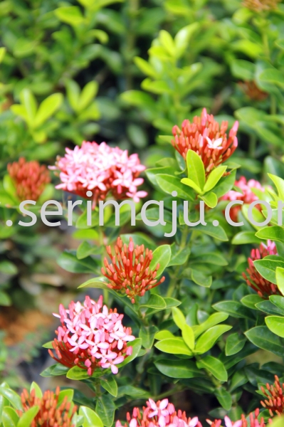 Ixora "Dwarf Pink" Shrubs Muar, Johor, Malaysia. Nursery, Supplier, Supplies, Supply | Tapak Semaian Seri Maju Sdn Bhd