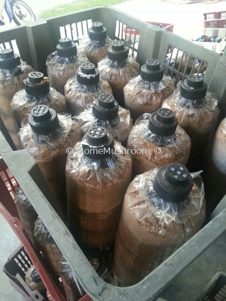  Bongkah Cendawan Kluang, Johor, Malaysia Supplier, Suppliers, Supplies, Supply | Home Mushroom