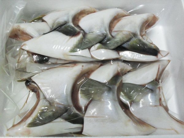 Burikama / Hamachi Collar / Yellowtail Fish Collar (Japan Farmed) Seafoods Singapore Supplier, Distributor, Importer, Exporter | Arco Marketing Pte Ltd