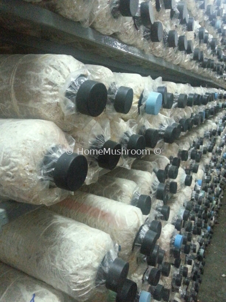 Mushroom Bagging    Supplier, Suppliers, Supplies, Supply | Home Mushroom