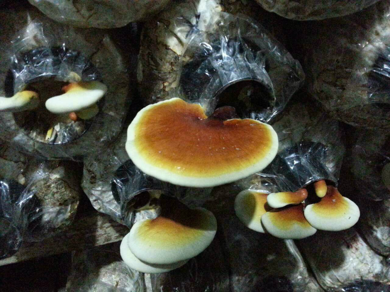 Ganoderma Growing