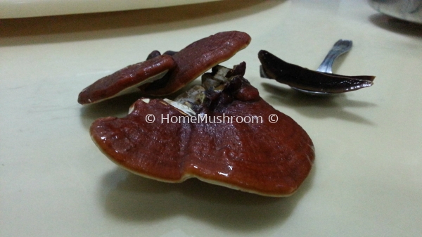 Ganoderma for sale Ganoderma Kluang, Johor, Malaysia Supplier, Suppliers, Supplies, Supply | Home Mushroom