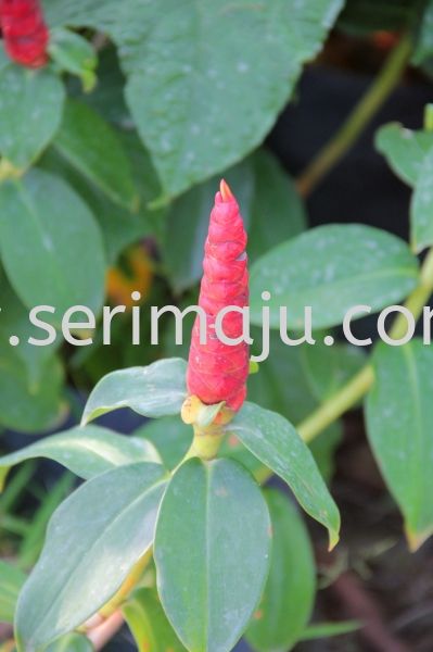 Costus Woodsonii Shrubs Malaysia, Johor, Muar Supplier, Supply, Wholesale, Wholesaler | Tapak Semaian Seri Maju Sdn Bhd