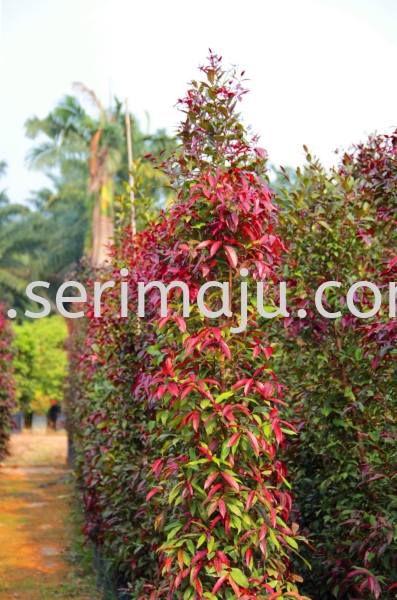 Syzygium Campanulatum "Dark Red Leaves" Trees Muar, Johor, Malaysia. Nursery, Supplier, Supplies, Supply | Tapak Semaian Seri Maju Sdn Bhd
