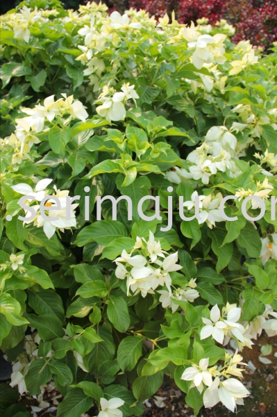 Mussaenda Philippica "Aurorae" Shrubs Muar, Johor, Malaysia. Nursery, Supplier, Supplies, Supply | Tapak Semaian Seri Maju Sdn Bhd