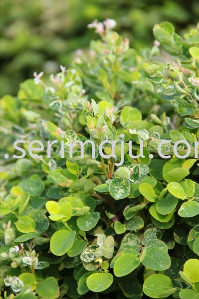 Breynia Nivosa "Roseo-Picta" (Round) Shrubs Malaysia, Johor, Muar Plants Wholesale, Wholesaler, Supplier, Supply | Tapak Semaian Seri Maju Sdn Bhd