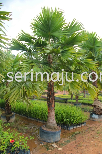 Livistona Rotundifolia Cycads and Palms Malaysia, Johor, Muar Plants Wholesale, Wholesaler, Supplier, Supply | Tapak Semaian Seri Maju Sdn Bhd