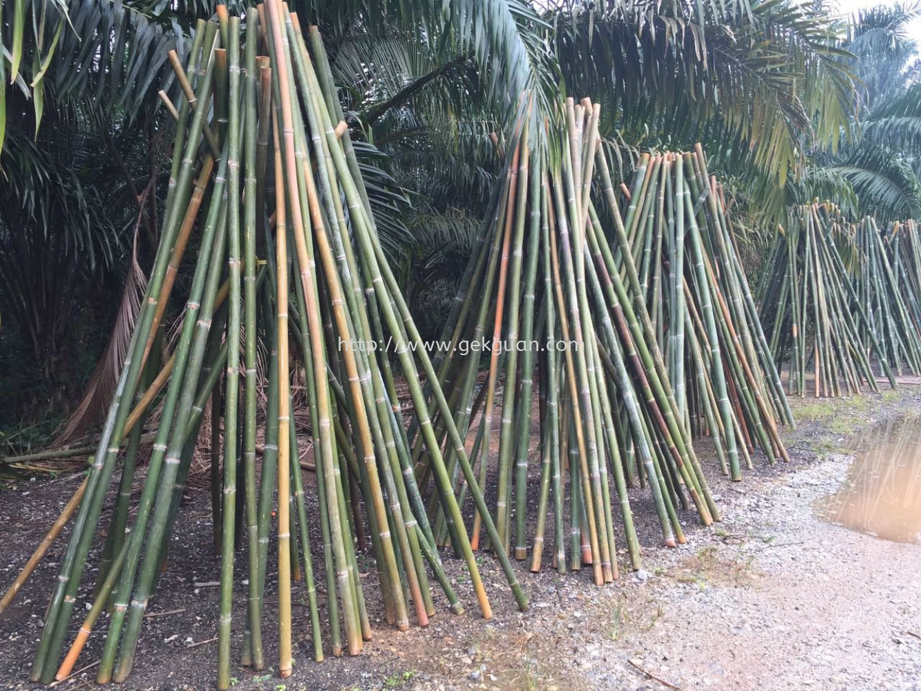 BAMBOO STICK 3"~3.5"