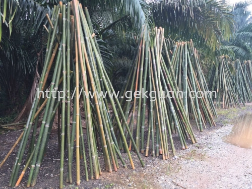 BAMBOO STICK 3"~3.5"