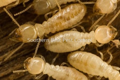 Termite Control 