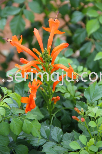 Tecomaria Capensis Shrubs Malaysia, Johor, Muar Plants Wholesale, Wholesaler, Supplier, Supply | Tapak Semaian Seri Maju Sdn Bhd