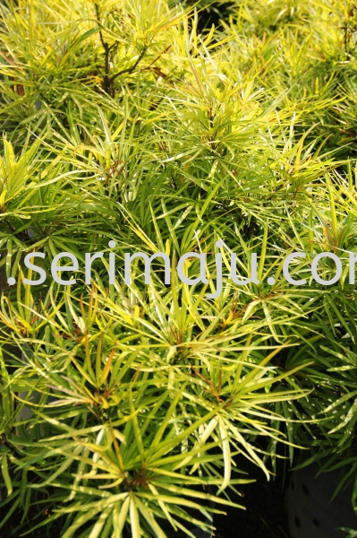 Osmoxylum Lineare "Yellow" Shrubs Malaysia, Johor, Muar Supplier, Supply, Wholesale, Wholesaler | Tapak Semaian Seri Maju Sdn Bhd