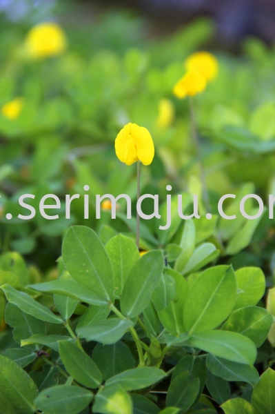 Arachis Pintoi Shrubs Muar, Johor, Malaysia. Nursery, Supplier, Supplies, Supply | Tapak Semaian Seri Maju Sdn Bhd