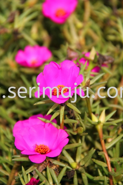 Portulaca Grandiflora Cultivars "Pink" Shrubs Muar, Johor, Malaysia. Nursery, Supplier, Supplies, Supply | Tapak Semaian Seri Maju Sdn Bhd