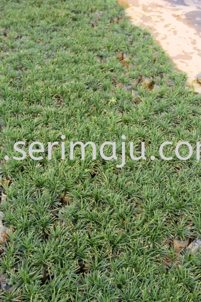 Ophiopogon Japonicus "Kyoto Dwarf" Shrubs Malaysia, Johor, Muar Supplier, Supply, Wholesale, Wholesaler | Tapak Semaian Seri Maju Sdn Bhd