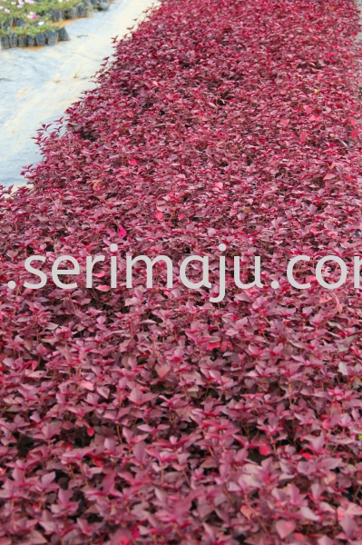Cyathula Prostrata Cultivar Shrubs Muar, Johor, Malaysia. Nursery, Supplier, Supplies, Supply | Tapak Semaian Seri Maju Sdn Bhd