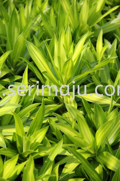 Dracaena Reflexa "Aurea Variegata" Shrubs Malaysia, Johor, Muar Plants Wholesale, Wholesaler, Supplier, Supply | Tapak Semaian Seri Maju Sdn Bhd