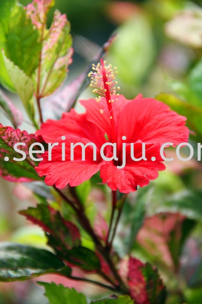 Hibiscus Rosa-Sinensis "Cooperi" Shrubs Muar, Johor, Malaysia. Nursery, Supplier, Supplies, Supply | Tapak Semaian Seri Maju Sdn Bhd