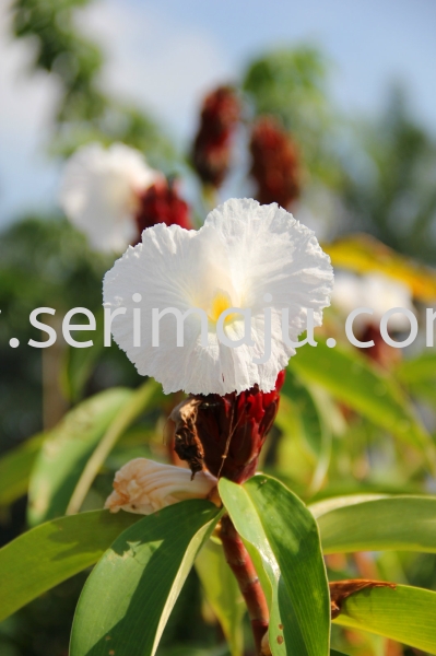 Costus Speciosus Shrubs Malaysia, Johor, Muar Supplier, Supply, Wholesale, Wholesaler | Tapak Semaian Seri Maju Sdn Bhd