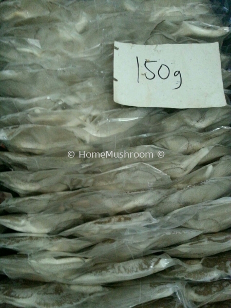 Cendawan Tiram Cendawan Tiram Kluang, Johor, Malaysia Supplier, Suppliers, Supplies, Supply | Home Mushroom