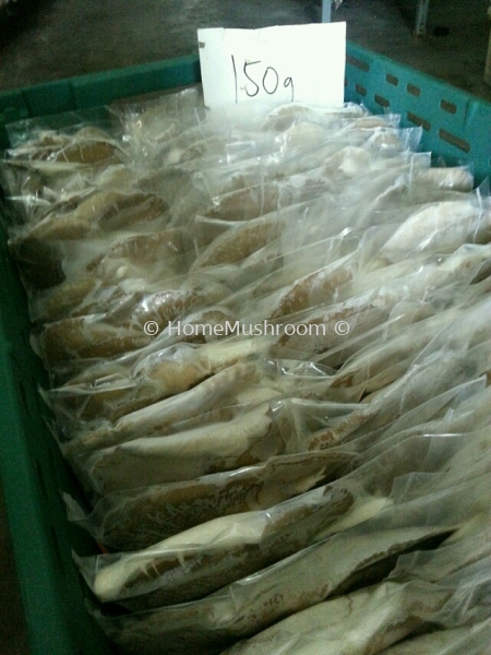 Cendawan Tiram Cendawan Tiram Kluang, Johor, Malaysia Supplier, Suppliers, Supplies, Supply | Home Mushroom