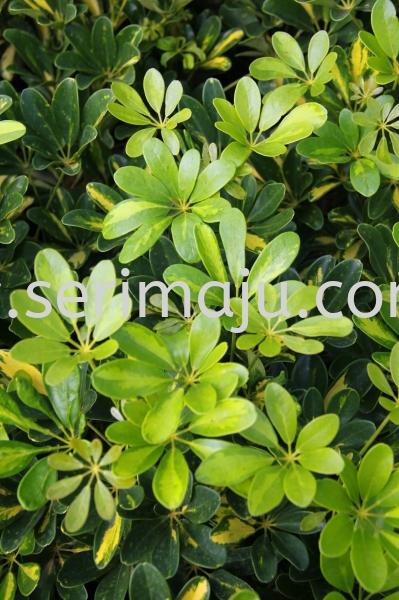 Schefflera Arboricola "Worthy" Shrubs Muar, Johor, Malaysia. Nursery, Supplier, Supplies, Supply | Tapak Semaian Seri Maju Sdn Bhd