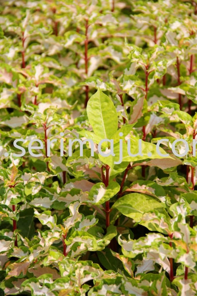 Graptophyllum Pictum "Rosea Variegata" Shrubs Malaysia, Johor, Muar Plants Wholesale, Wholesaler, Supplier, Supply | Tapak Semaian Seri Maju Sdn Bhd