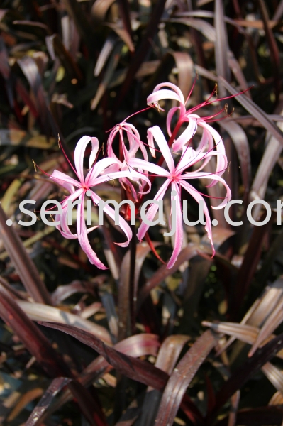 Crinum "Menehune" Shrubs Malaysia, Johor, Muar Supplier, Supply, Wholesale, Wholesaler | Tapak Semaian Seri Maju Sdn Bhd