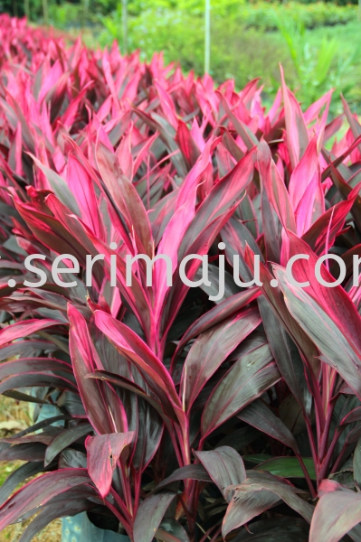 Cordyline Fruticosa "Firebrand" Shrubs Muar, Johor, Malaysia. Nursery, Supplier, Supplies, Supply | Tapak Semaian Seri Maju Sdn Bhd