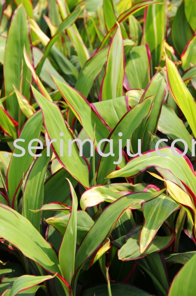 Cordyline Fruticosa Cultivars Shrubs Malaysia, Johor, Muar Supplier, Supply, Wholesale, Wholesaler | Tapak Semaian Seri Maju Sdn Bhd