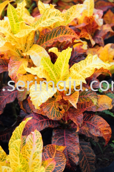 Codiaeum Variegatum Cultivars Kampung Shrubs Muar, Johor, Malaysia. Nursery, Supplier, Supplies, Supply | Tapak Semaian Seri Maju Sdn Bhd