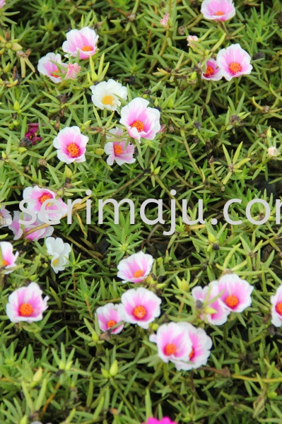 Portulaca Grandiflora Cultivars "White Pink" Shrubs Malaysia, Johor, Muar Supplier, Supply, Wholesale, Wholesaler | Tapak Semaian Seri Maju Sdn Bhd