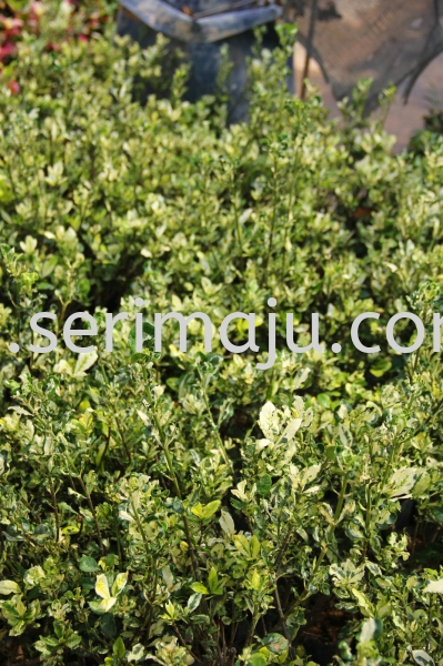 Gardenia Jasminoides "Variegata" Shrubs Malaysia, Johor, Muar Supplier, Supply, Wholesale, Wholesaler | Tapak Semaian Seri Maju Sdn Bhd