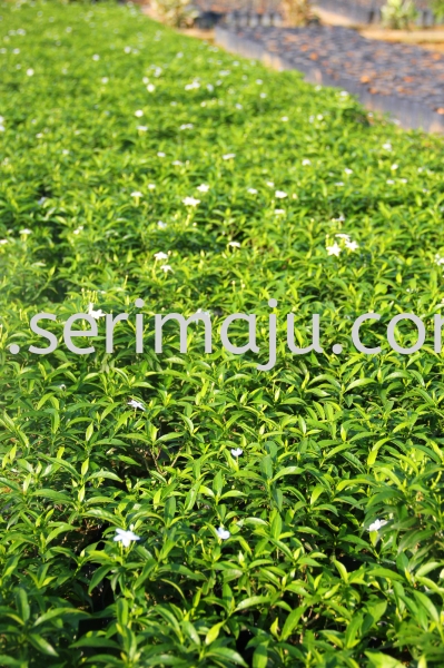 Tabernaemontana Corymbosa Shrubs Muar, Johor, Malaysia. Nursery, Supplier, Supplies, Supply | Tapak Semaian Seri Maju Sdn Bhd