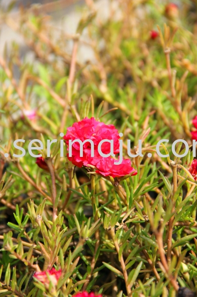 Portulaca Grandiflora Cultivars "Red" Shrubs Muar, Johor, Malaysia. Nursery, Supplier, Supplies, Supply | Tapak Semaian Seri Maju Sdn Bhd