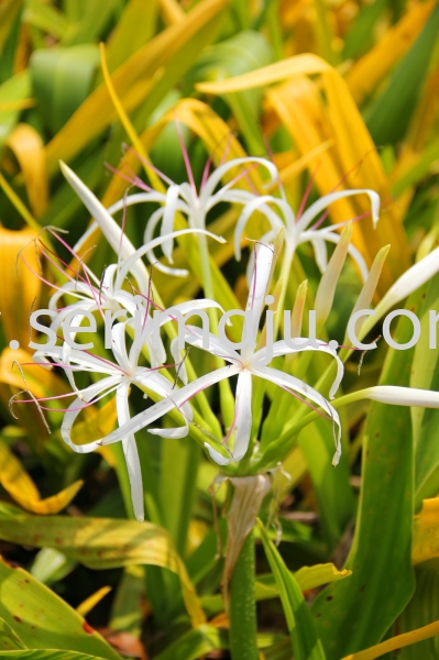 Crinum Xanthophyllum Shrubs Malaysia, Johor, Muar Plants Wholesale, Wholesaler, Supplier, Supply | Tapak Semaian Seri Maju Sdn Bhd